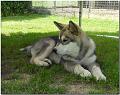 Scout 6-2010 5